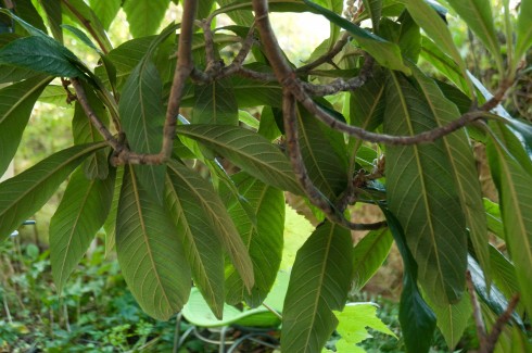 Erriobotya, underside of leaves