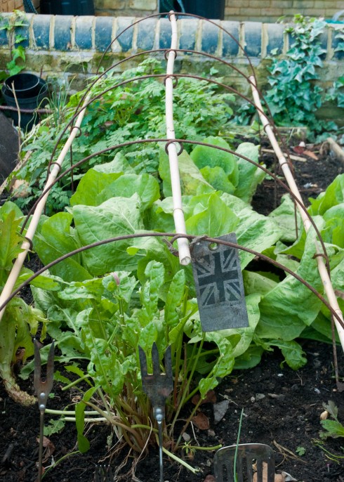 Adding bamboo canes for mini cloche