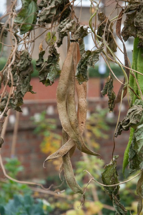 Beans to collect for seeds