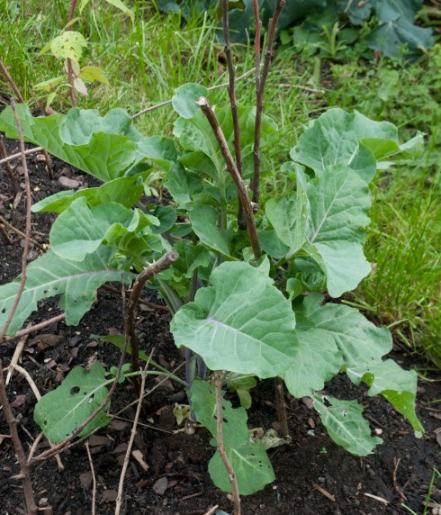 Daubenton's perennial Kale