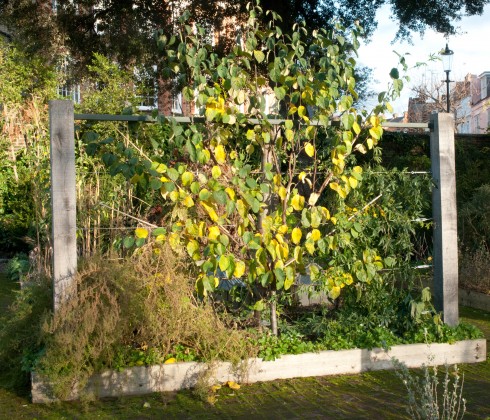 Fan trained quince tree at Chelsea Physic Garden