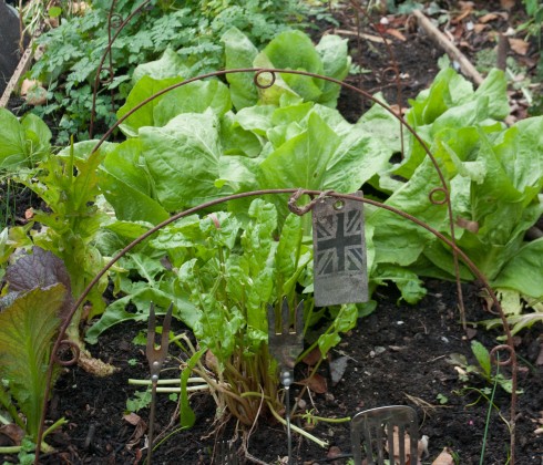 Metal Hoops from Plant Belles