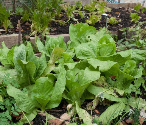Sugarloaf chicories in front garden