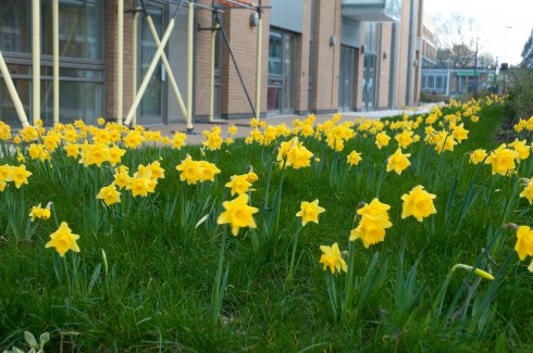 Daffs from March