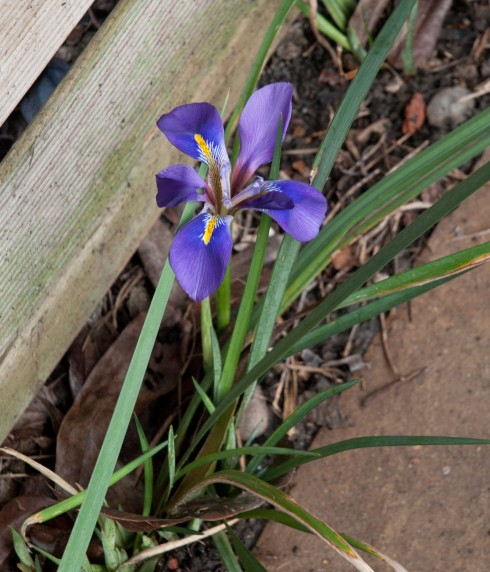 Iris unguicularis Mary Barnard 2