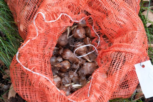 Narcissi Rijnvelds Early Sensation