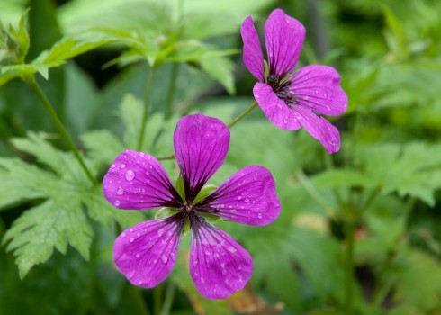 Geranium psilostemon sport