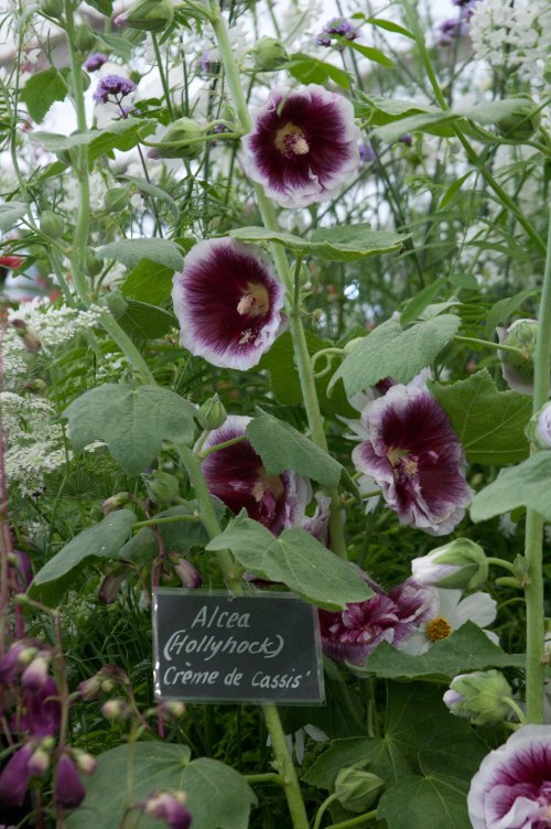 Creme de Cassis Hollyhock