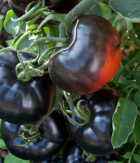 Indigo Rose tomatoes close
