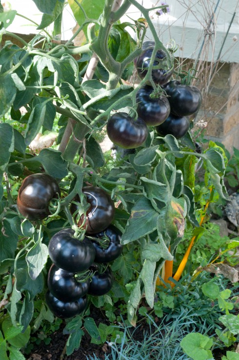 Indigo Rose tomatoes