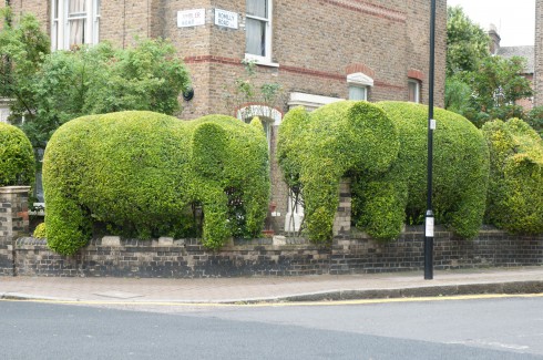 Elephants