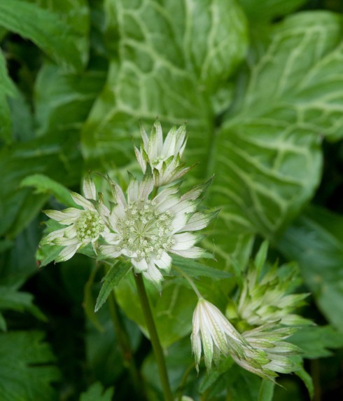 Astrantia and Arum italicum