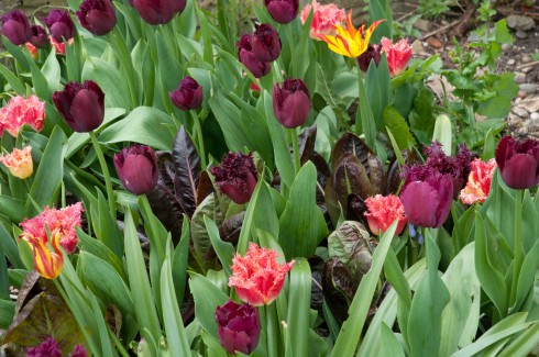 front garden tulips April 2015