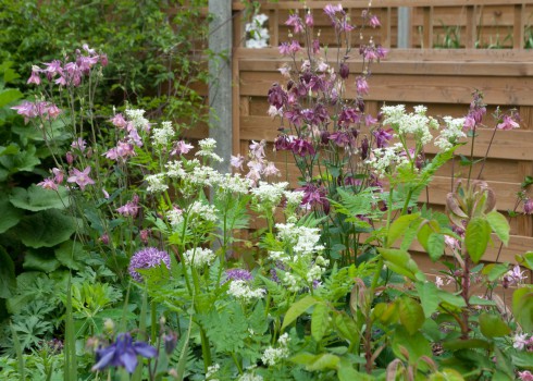 Seet cicely and aquelegias