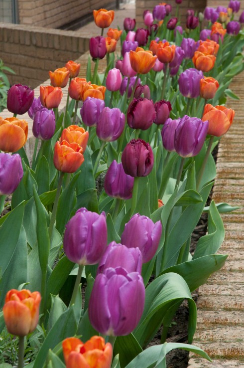 Tulip joy at Helmi House