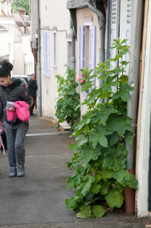 Guerilla Hollyhocks in Chartres 2