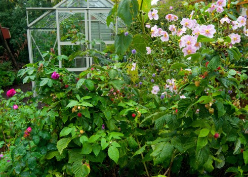 Raspberries in back garden