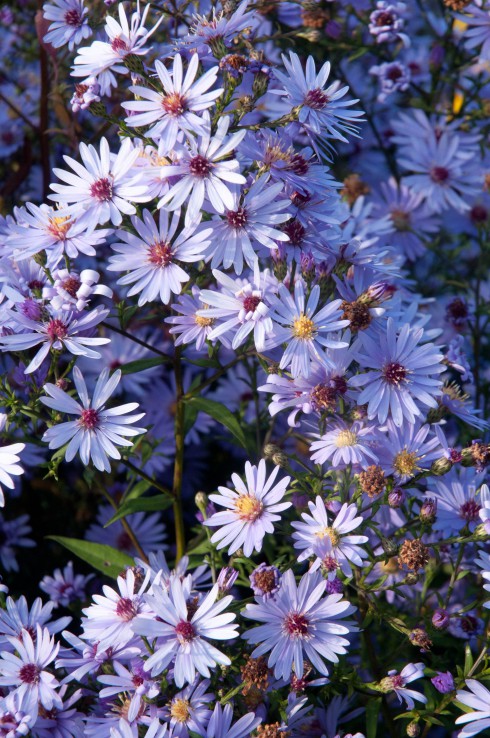 Red and Yellow Pistils Great Dixter Oct 2015
