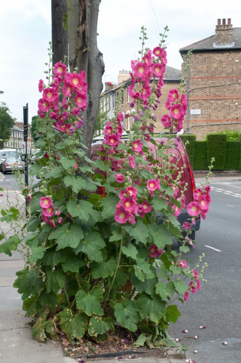 Deep pink Hollyhocks Ambler Road