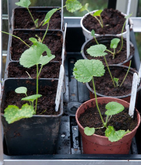 Hollyhock seedlings