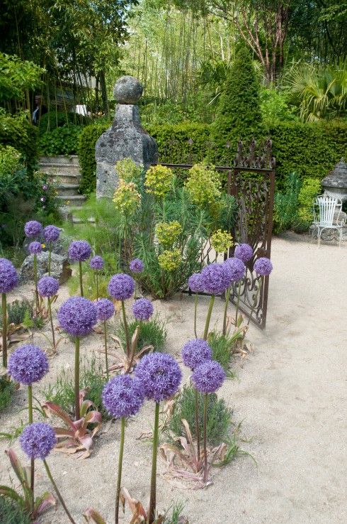 Jardins Agapanthe alliums