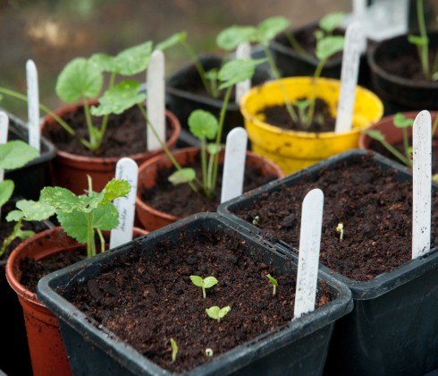 October Hollyhock seedlings