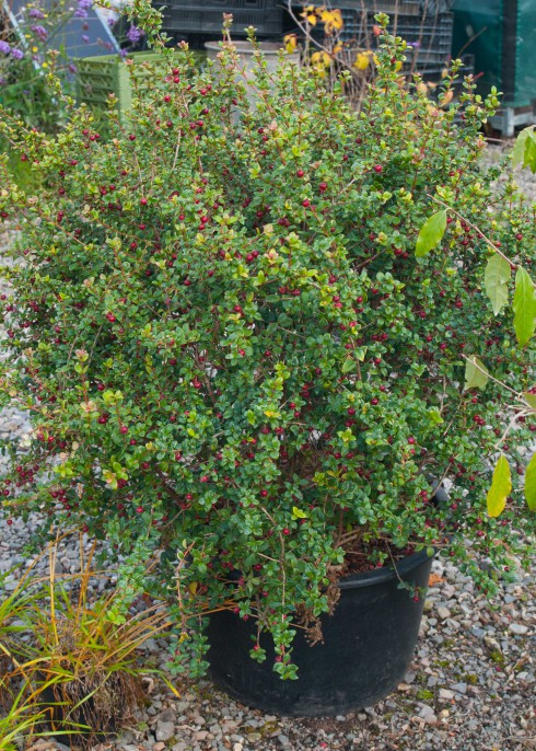 Chilean Guava whole