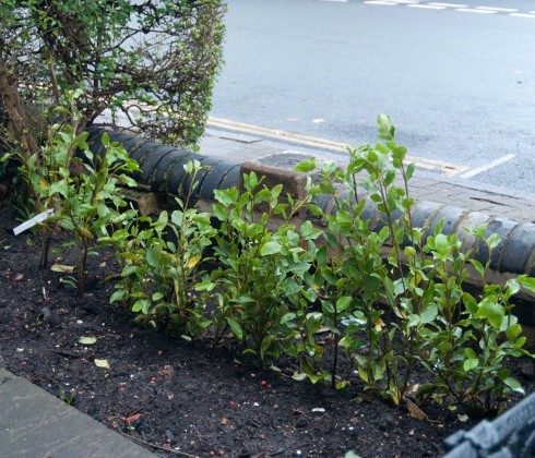 Griselinia littoralis