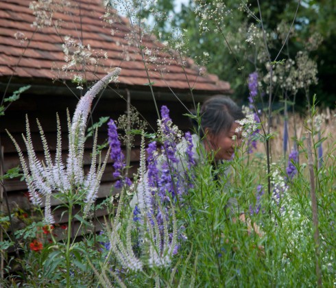 Siew Lee's back garden 2 July 2015
