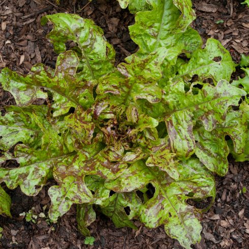 Flashy Butter Oak Lettuce