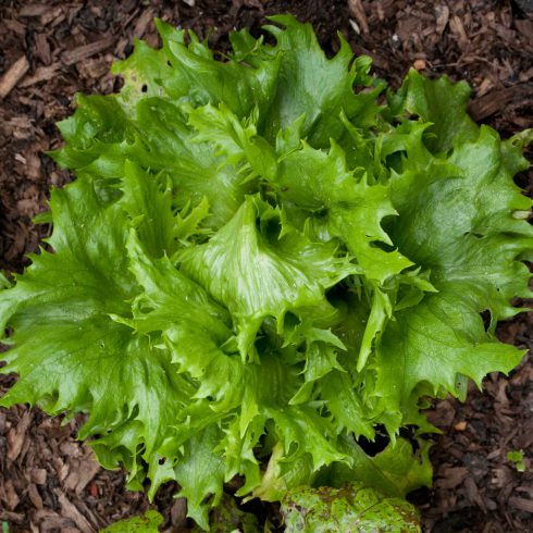 Reins des Glaces Lettuce