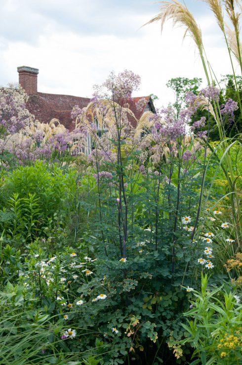 Lolloping plumes of Cortadeira richardii