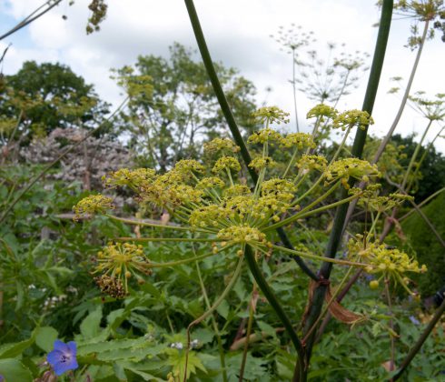 Parsnip flower at Great Dixter