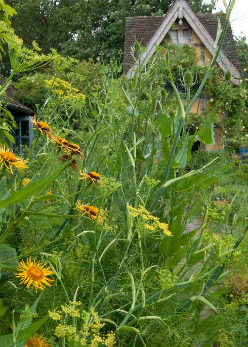 inula-and-giant-fennel-at-bryans-ground-upright