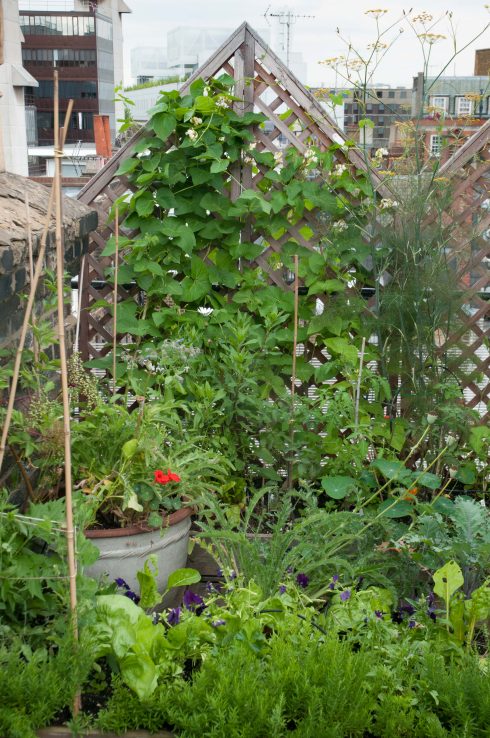wendy-shillams-rooftop-planting-to-cope-with-wind