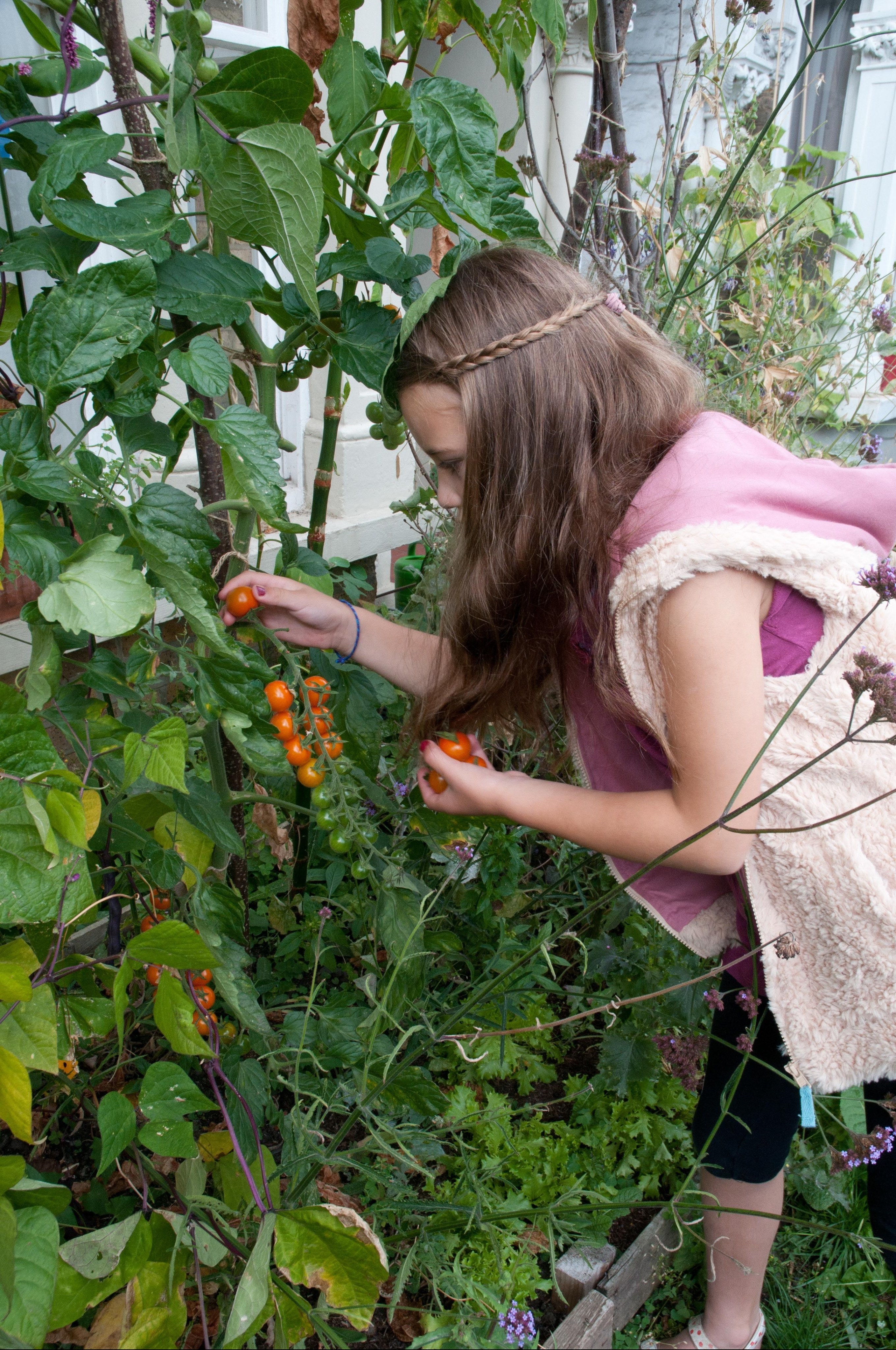 Picking tomatoes